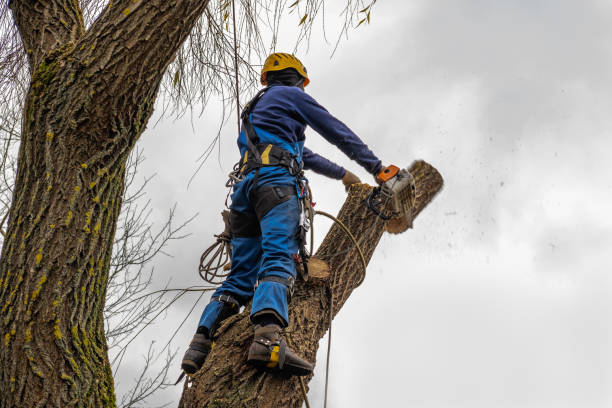 Best Tree Mulching  in Logan, WV