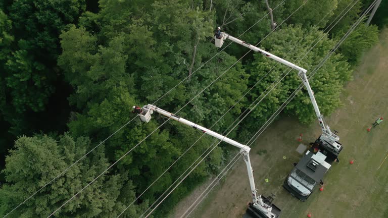 Best Tree Cabling and Bracing  in Logan, WV