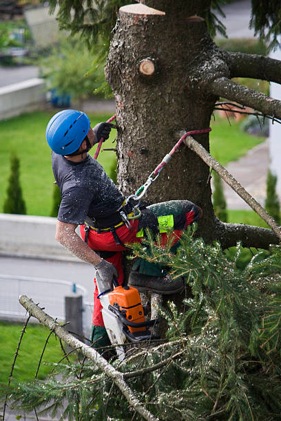 Best Tree Risk Assessment  in Logan, WV