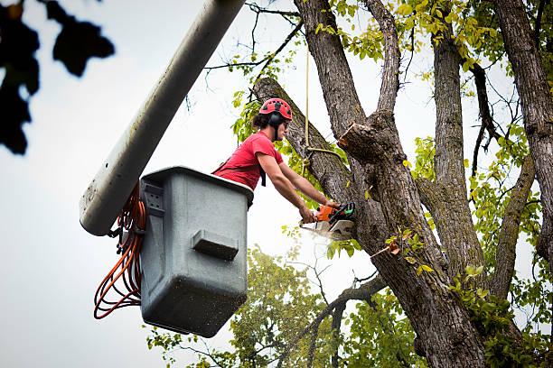  Logan, WV Tree Services Pros